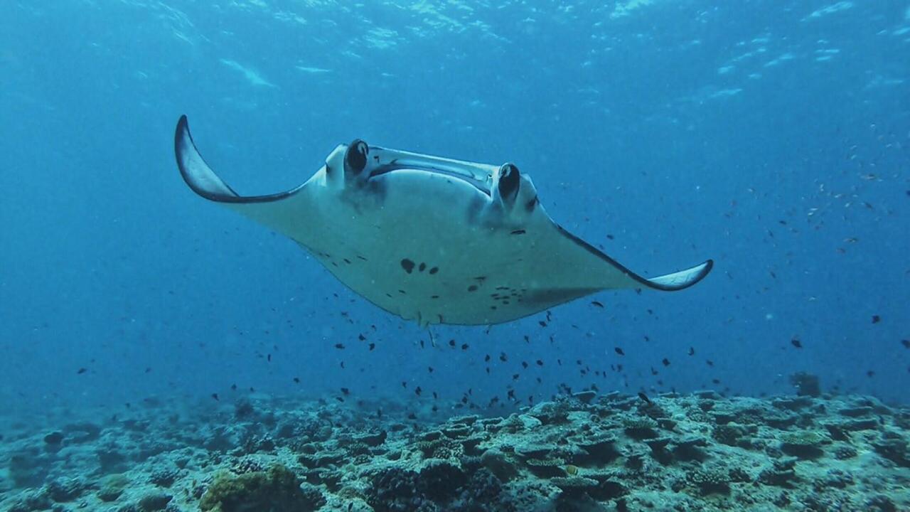 Medhufaru Inn Guraidhoo (Kaafu Atoll) Εξωτερικό φωτογραφία